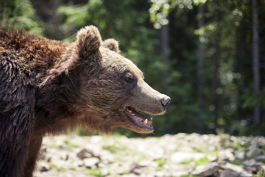 Close up of a wild big male brown bear in colorful green rocky terrain swamp carefully watching surroundings