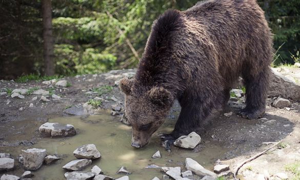 Close up of a wild big male brown bear in colorful green rocky terrain swamp carefully watching surroundings