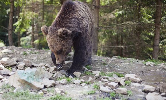 Close up of a wild big male brown bear in colorful green rocky terrain swamp carefully watching surroundings