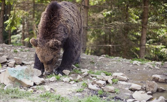 Close up of a wild big male brown bear in colorful green rocky terrain swamp carefully watching surroundings