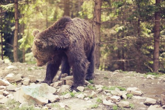 Big Brown Bear in the forest. Predatory brown grizzly bear in the wild world