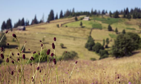 Small settlement in the mountains. Houses outbuildings and fields. Rural nature Mountain river road fence