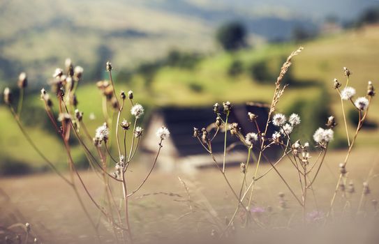 Small settlement in the mountain. Houses, outbuildings and fields. Blur background Flowers on foreground