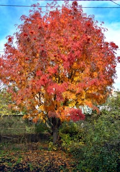 Autumn rowan tree with red berries and colorful leaves.