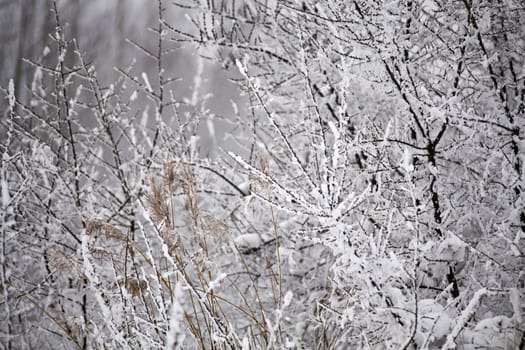 Snow and frost on the plants. Overcast snowy weather. Bushes under snow.