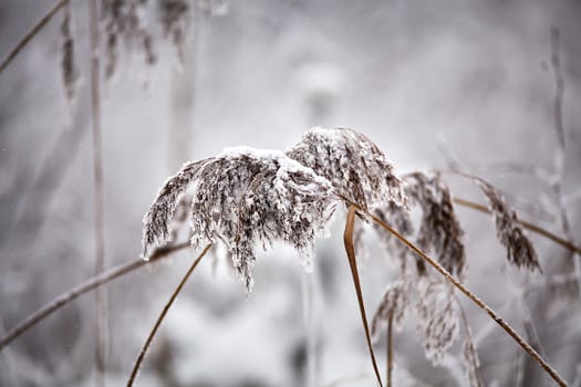 Snow and frost on the plants. Overcast snowy weather. Close up grass and reed under snow.