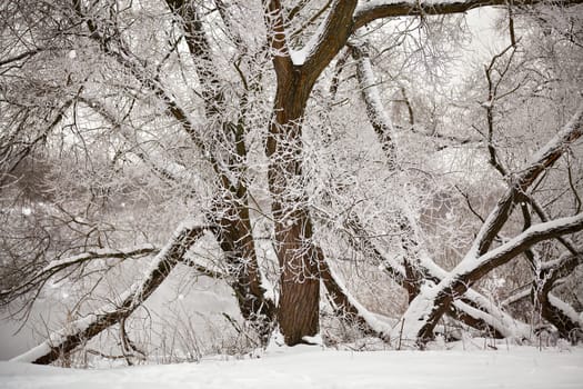 Snow and frost on the trees and bushes over misty river. Overcast snowy weather. 