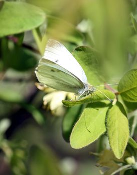 butterfly cabbage butterfly with latin name Pieris brassicae on a green leaf. Selected focus, small depth of field.