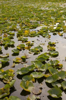 Lily pads on a Minnesota lake.