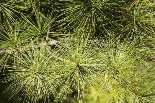 Pine Needles