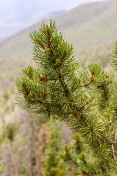 A pine tree branch in Colorado.