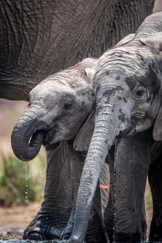 Elephants drinking in the Kruger National Park, South Africa.