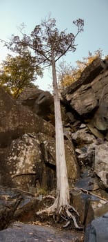 A tree with shallow roots in Taylors Falls, Minnesota.