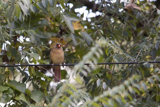 Female cardinal on a wire