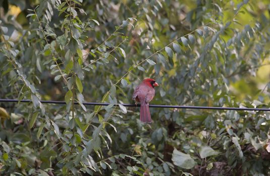 Male cardinal on a wire