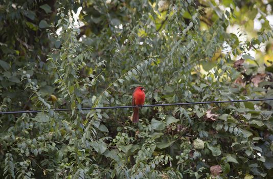 Male cardinal on a wire