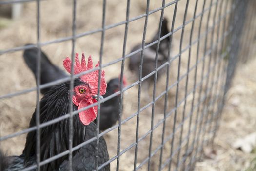 Rooster caged with chickens in the background