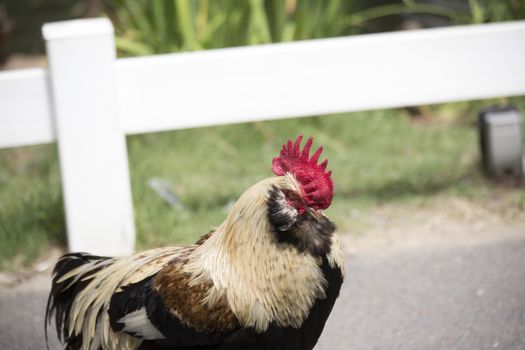 Profile of Faverolle rooster