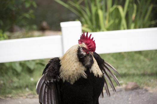 Faverolle rooster in aggression display
