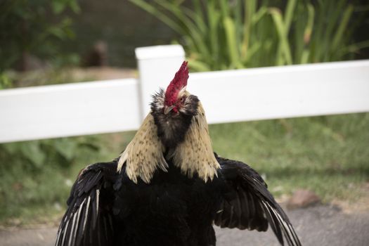 Faverolle rooster in aggression display