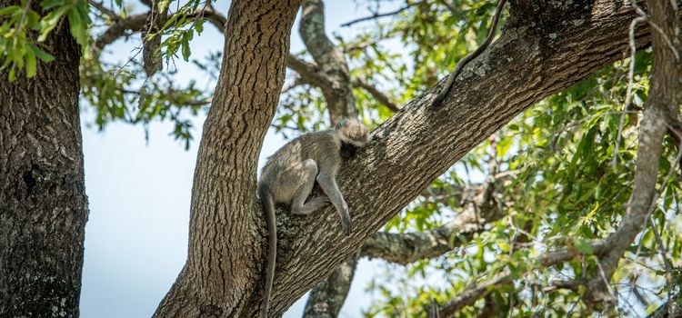 Vervet monkey sleeping on a tree in the Kruger National Park, South Africa.