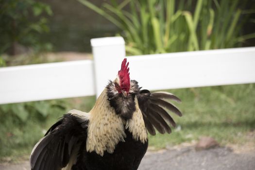 Faverolle rooster in aggression display