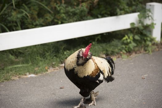 Free range Faverolle rooster