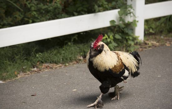 Free range Faverolle rooster