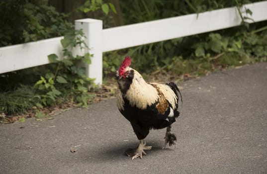 Free range Faverolle rooster