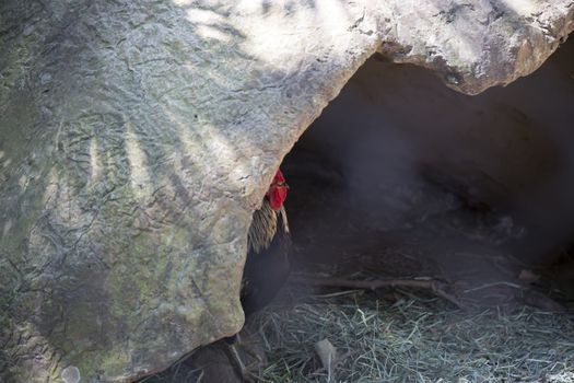 Rooster hidden in cave