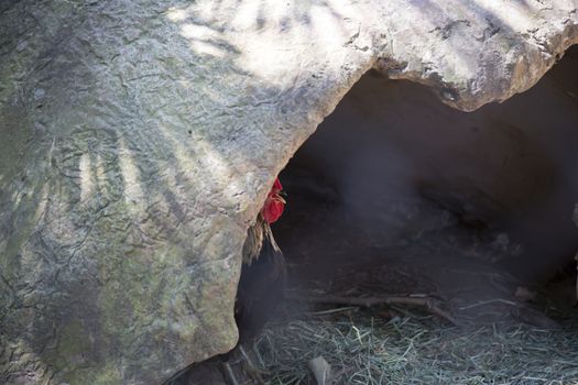 Rooster hidden in cave