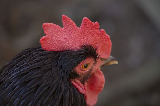 Close up of rooster eye and head