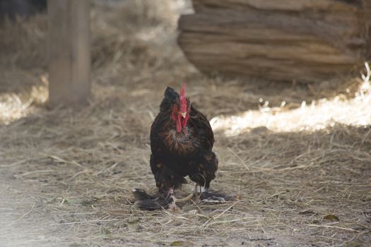 Rooster keeping watch