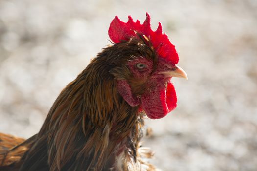 Close up of rooster head