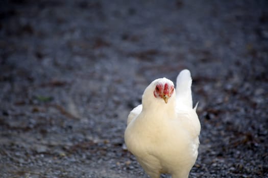 Barnyard chicken