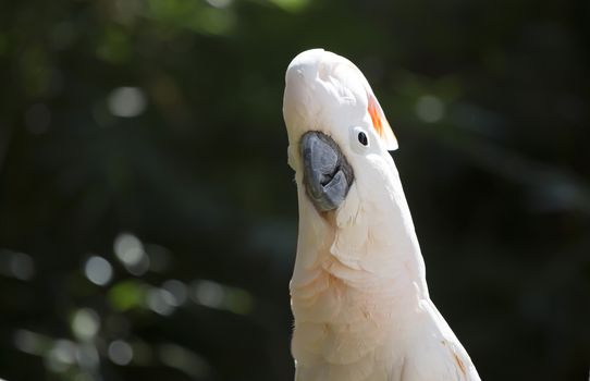 Salmon-crested cockatoo facing forward