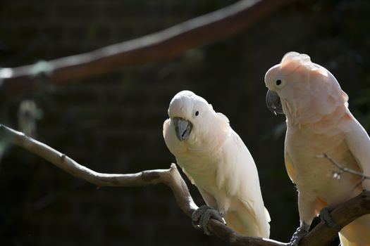 Two salmon-crested cockatoos