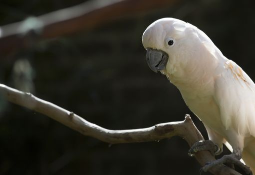 Salmon-crested cockatoo