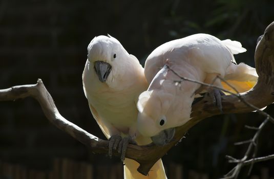 Two salmon-crested cockatoos