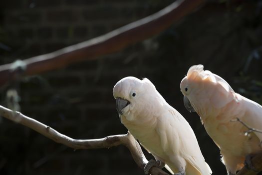 Two salmon-crested cockatoos