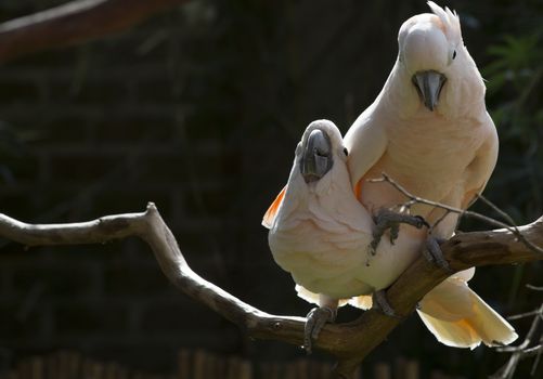 Two salmon-crested cockatoos