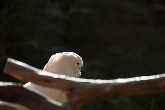 Profile of salmon-crested cockatoo