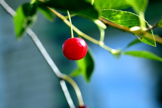 Red ripe cherries on a tree branch on green the background. Selective focus.