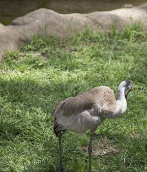 Sandhill crane (Antigone canadensis) grooming