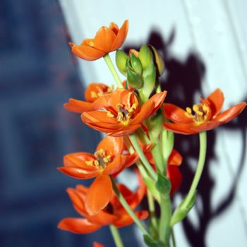 Beautiful Orange orchid flowers on blurred background. Closeup shot.