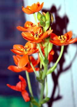 Beautiful Orange orchid flowers on blurred background. Closeup shot.