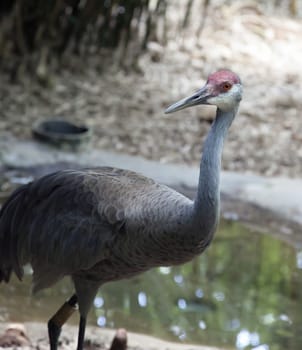 Close up of sandhill crane (Antigone canadensis)