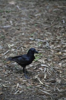 Crow hopping along the ground