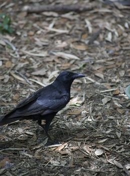 Crow hopping along the ground