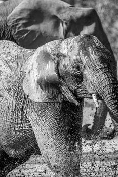 Elephant taking a bath in black and white in the Kruger National Park, South Africa.